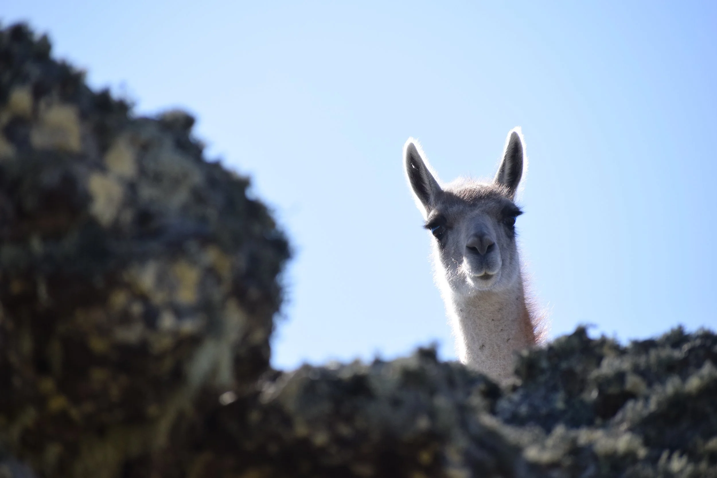 A llama peeking over rocks, looking down at the camera against a clear blue sky.