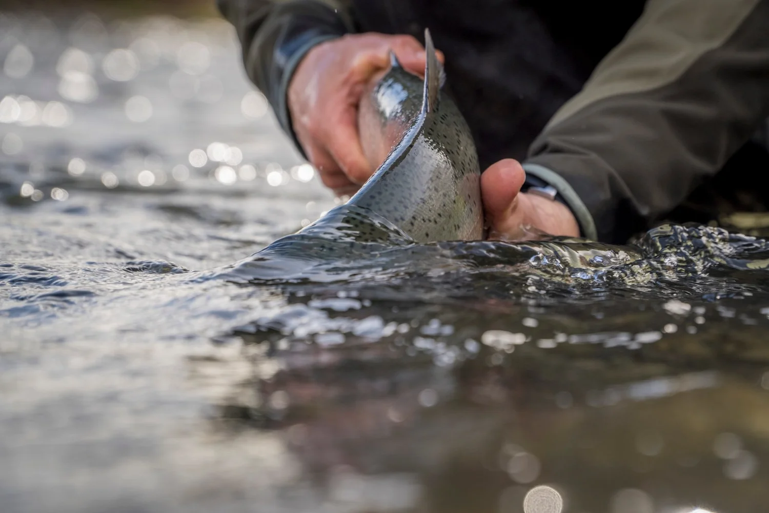 Wild brown trout released on New Zealand's West Coast
