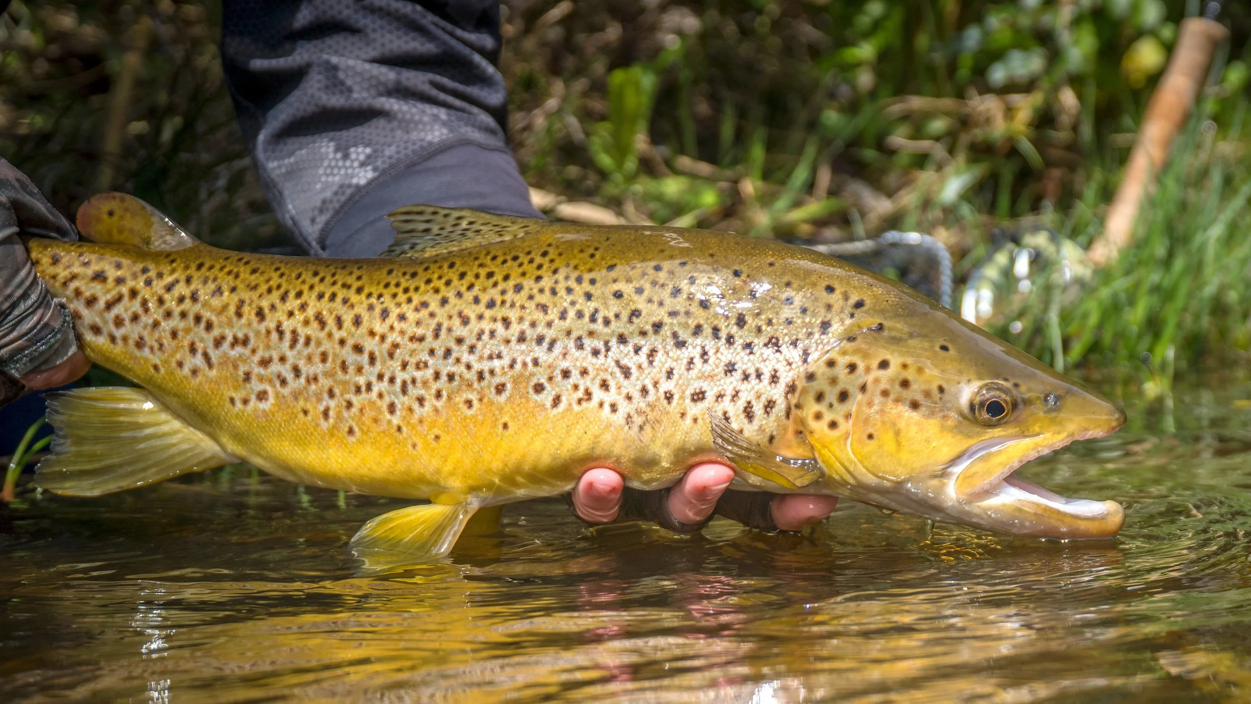 A rainbow trout being held just above water near the riverbank, with a person wearing gray camouflage long sleeves holding it. The fish has yellow and brown coloration with black spots.