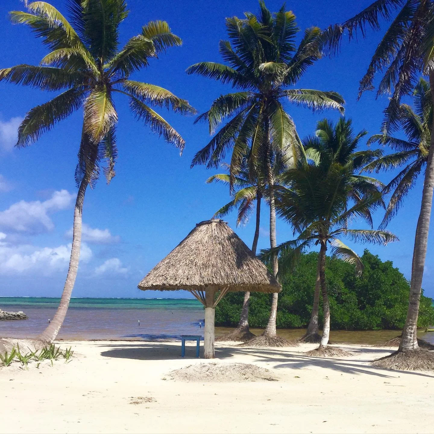 Colorful sign reading 'Arrecifes de Xcalak' on a beachside promenade with palm trees, sandy beach, and ocean in the background during daytime.