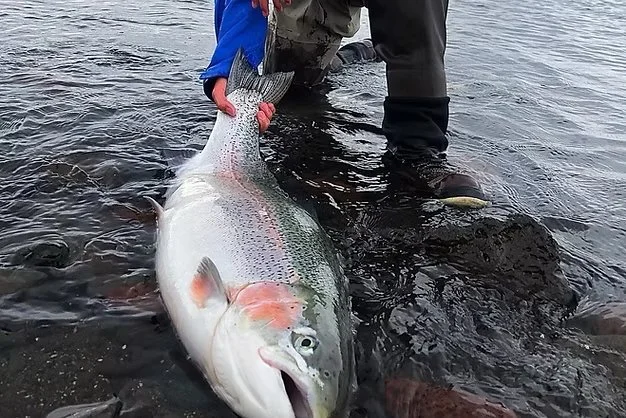 Large Rainbow Trout from Lago Strobel (Jurassic Lake)