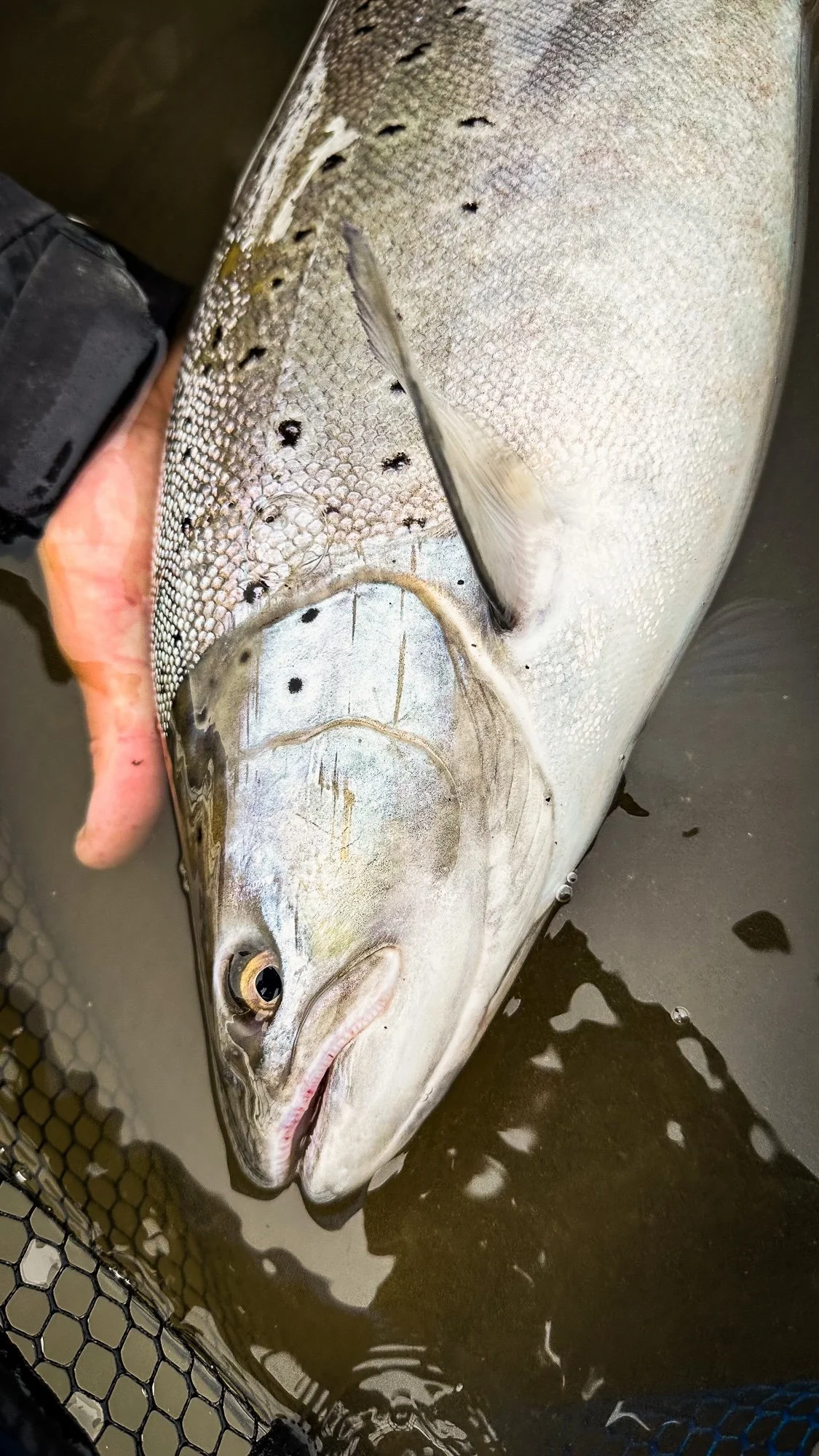 Sea run Brown Trout Feb 2026.jpg