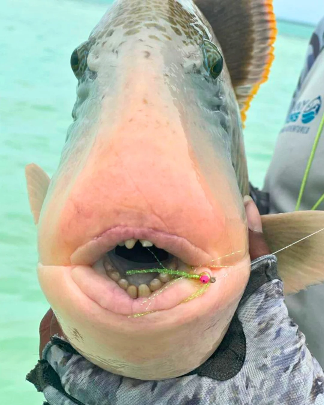 Triggerfish caught during a hosted week on Fanning Island