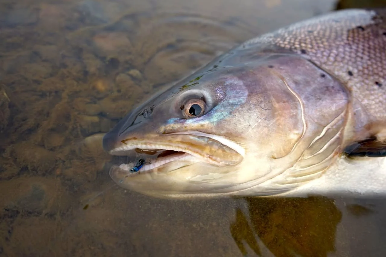 Close-up of a fish lying on its side in shallow water, with an object in its mouth.