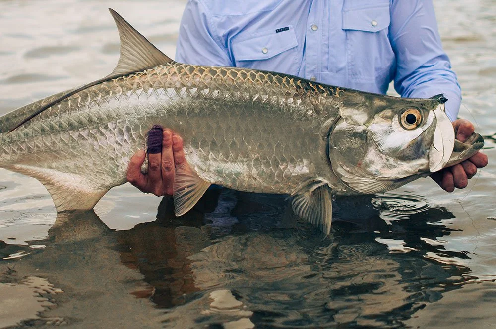 Tarpon-Closeup-Tail-Inn-Lodge.jpg