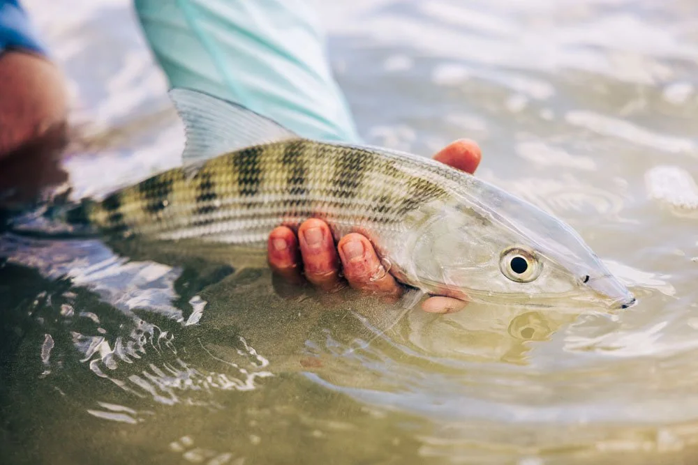 Bonefish-release-Tail-Inn-Lodge.jpg