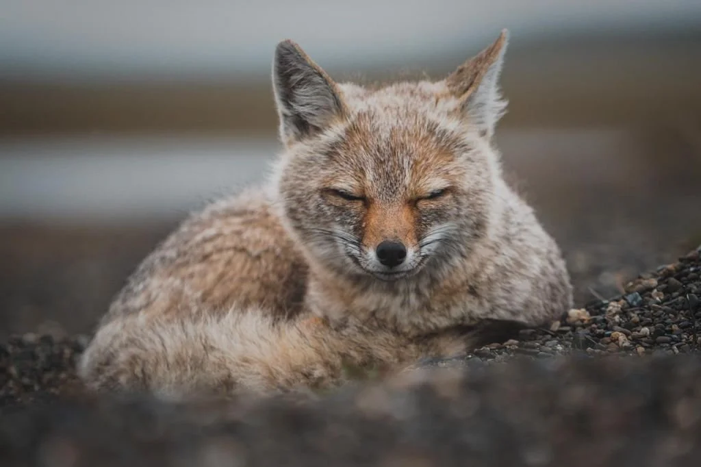 A resting fox with closed eyes on a rocky surface near water.