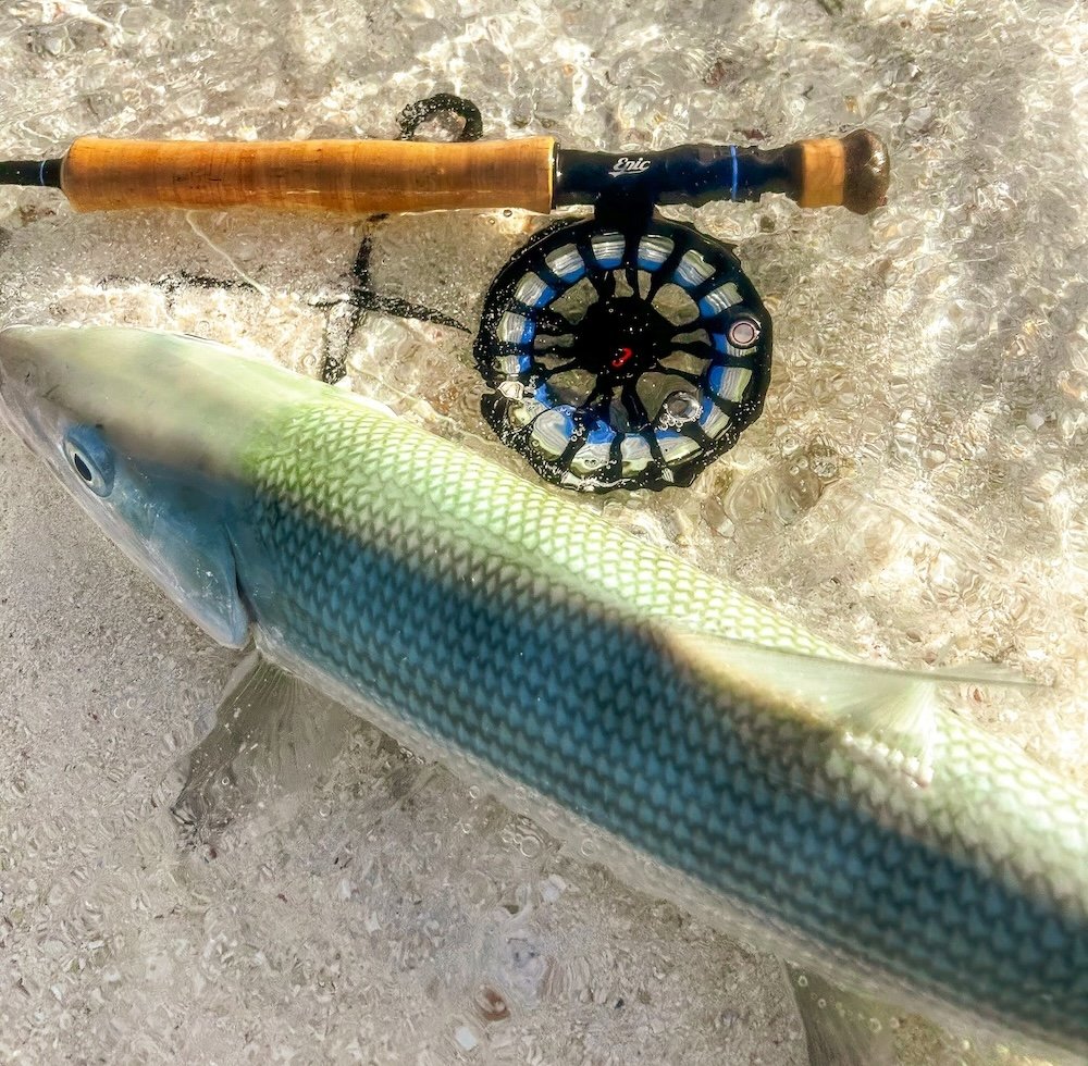Bonefish landed on Christmas Island during a hosted trip