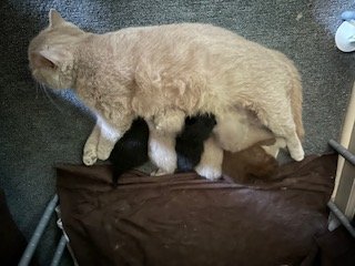 Momma Tutti feeding kittens