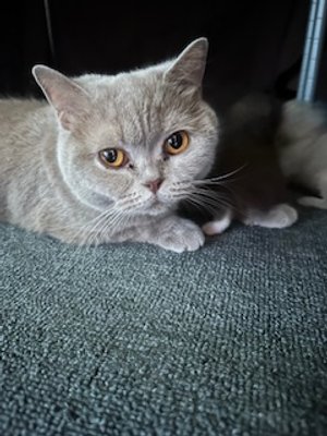 Momma Tutti