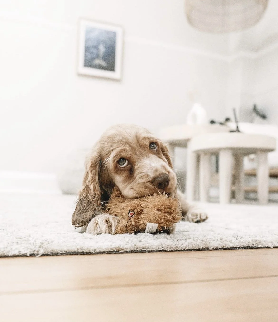 The Unofficial Upper Room Team (Yes… we mean the dogs)