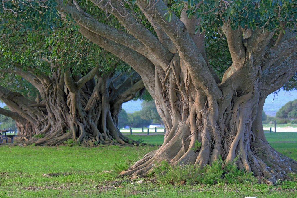 Why “Wild Fig Network?”