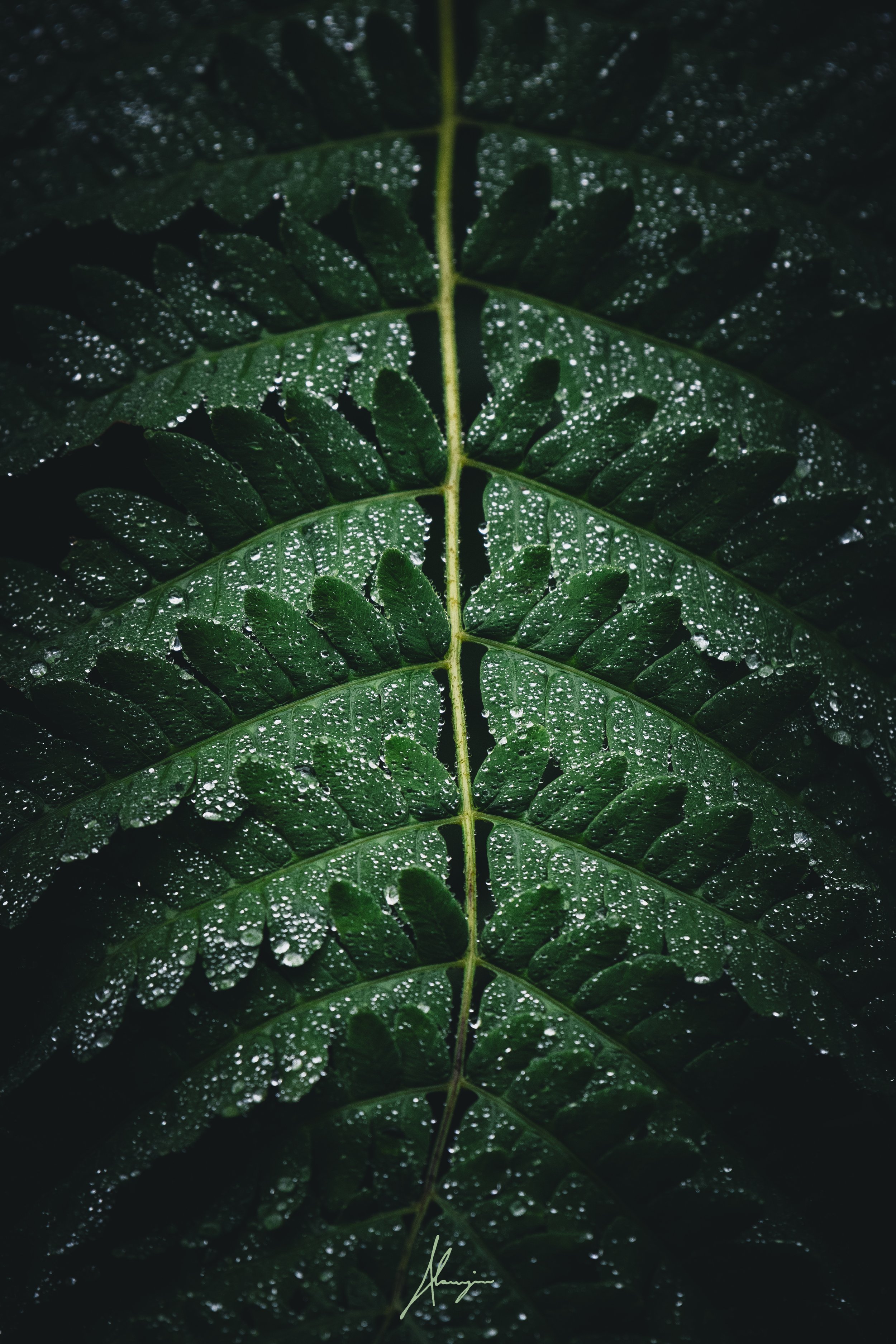 Bio Pattern(sign).jpg