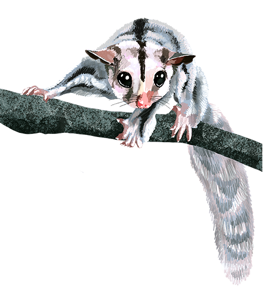 LR_sugar glider possum.png
