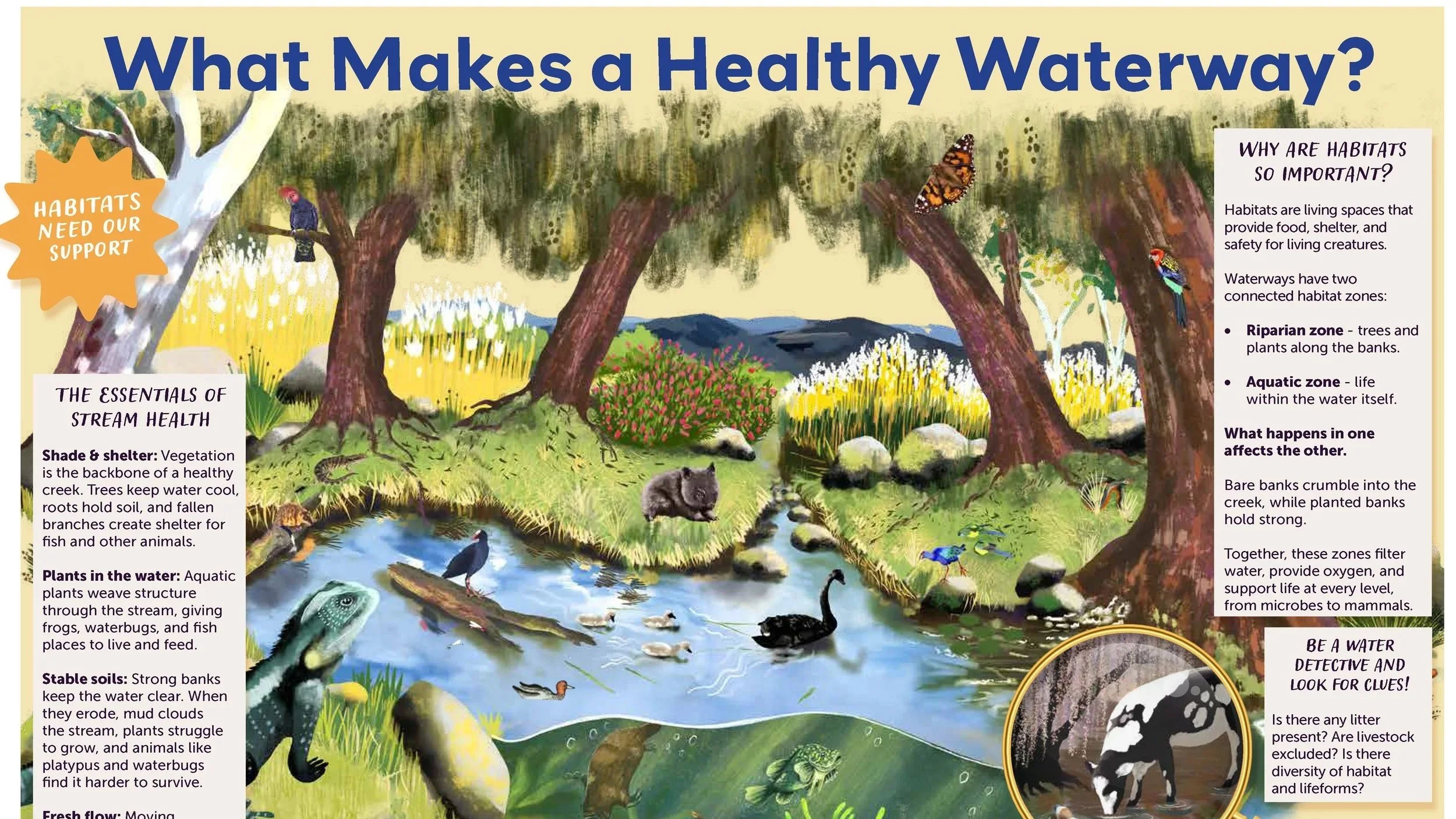 What Makes a Healthy Waterway? One of 9 posters created for Upper Murrumbidgee Waterwatch to assist with their school based education campaign.