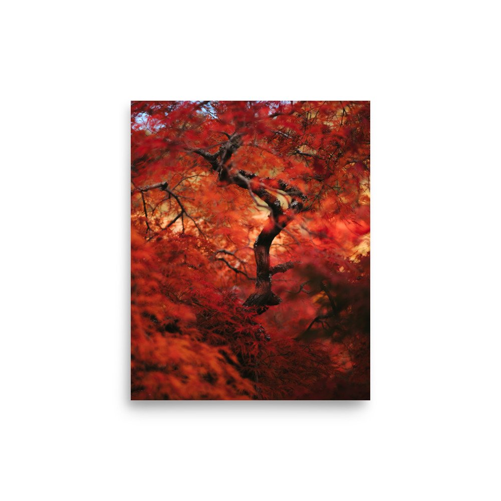 premium-luster-photo-paper-poster-(in)-8x10-front-67542e8f15ee5.jpg