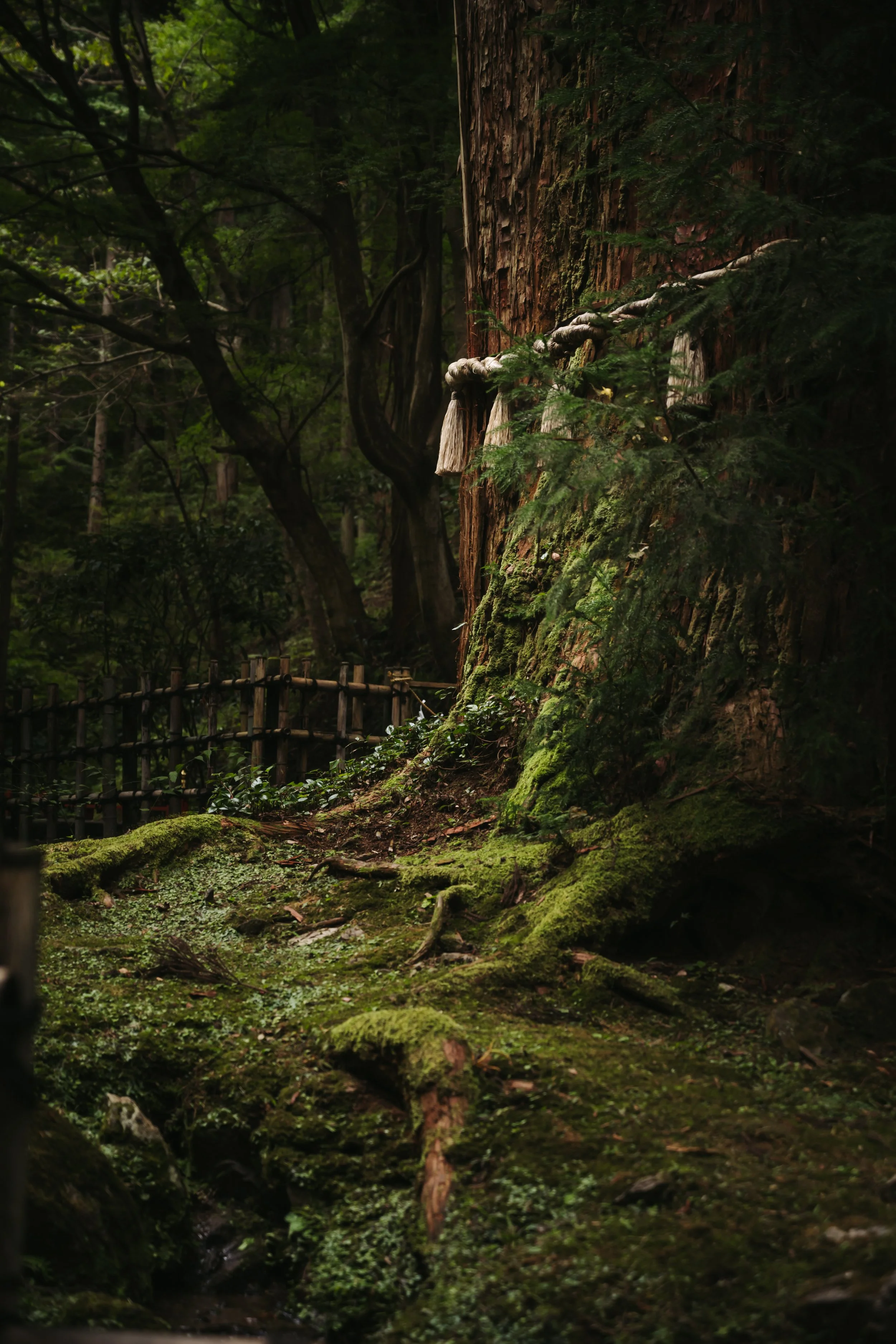 A lush, dense forest scene with tall trees, moss-covered ground, and a small wooden fence in the background.