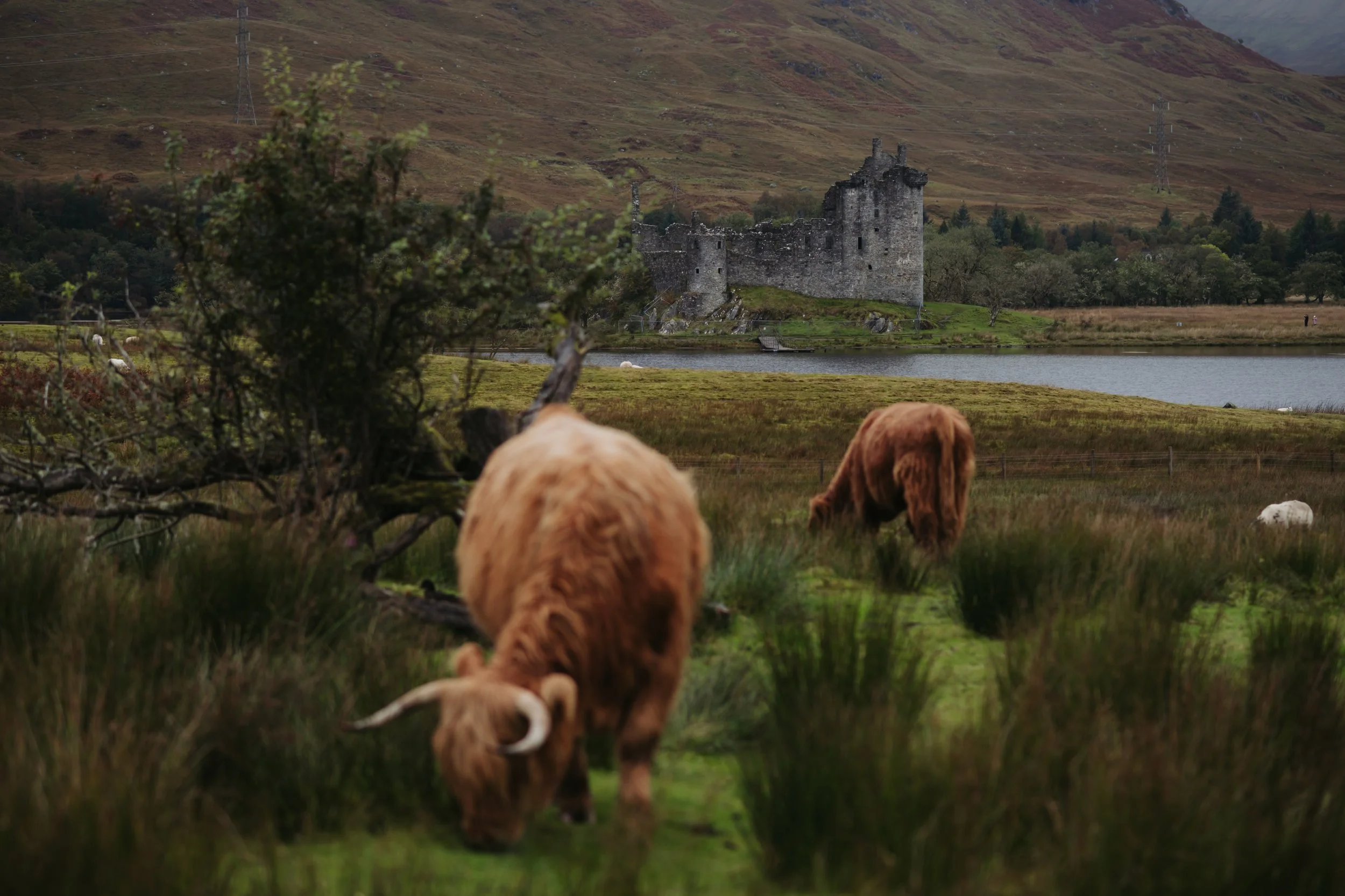 A scenic landscape featuring a castle beside a lake with grazing cows in the foreground. The background shows rolling hills and power lines.