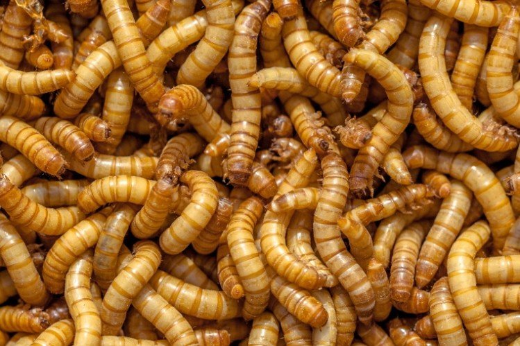 EFSA-says-mealworms-safe-for-human-consumption-An-important-milestone-towards-commercialisation.jpg