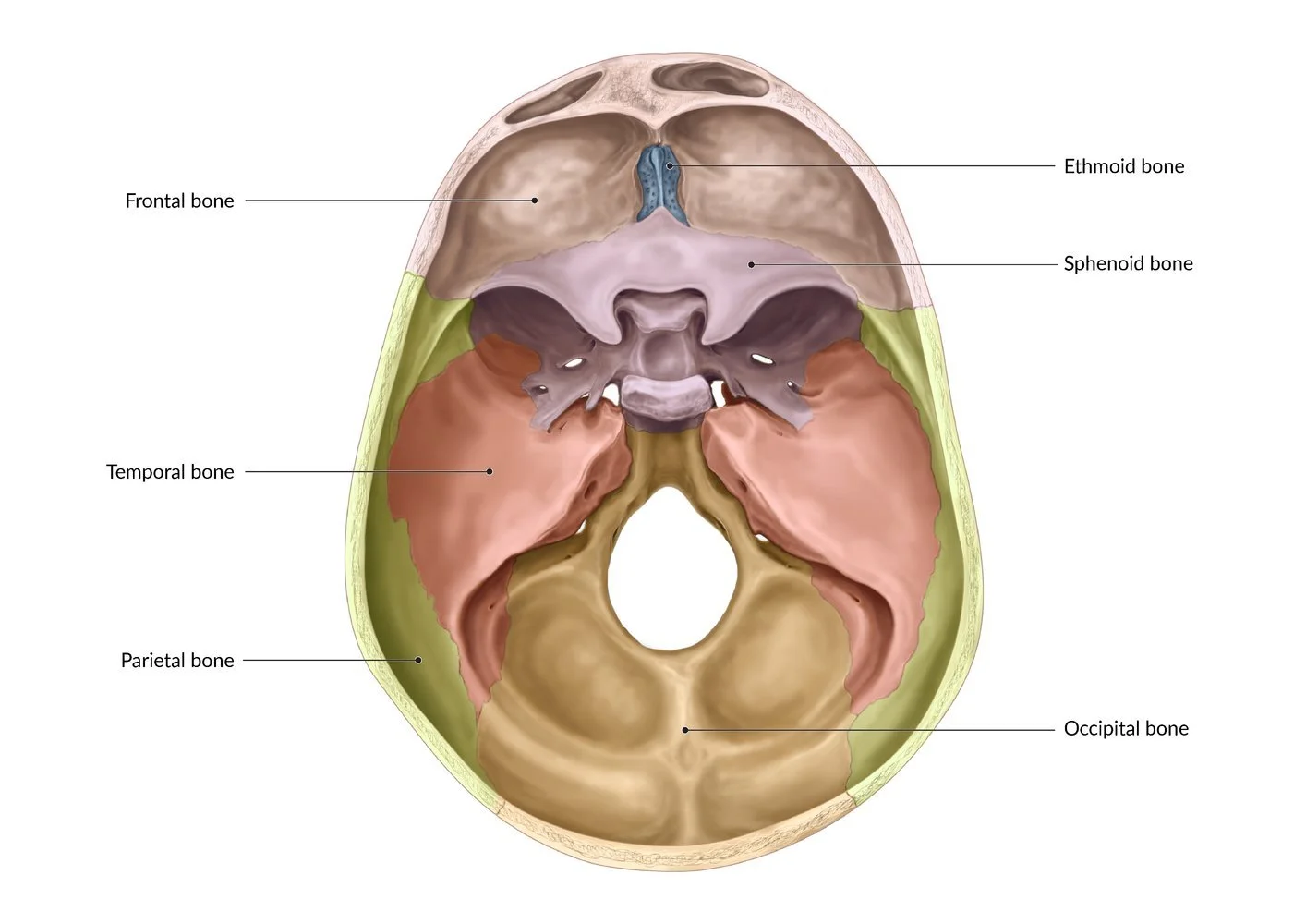 Cranial cross-section illustrating the sutures relevant to osteopathic cranial therapy.