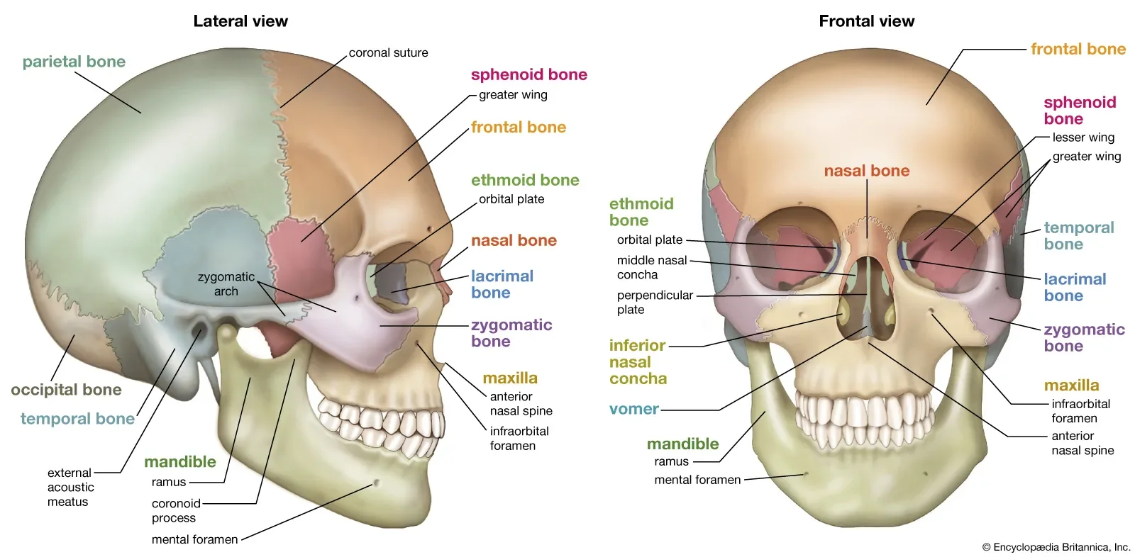 Relevant sutures in cranial osteopathy