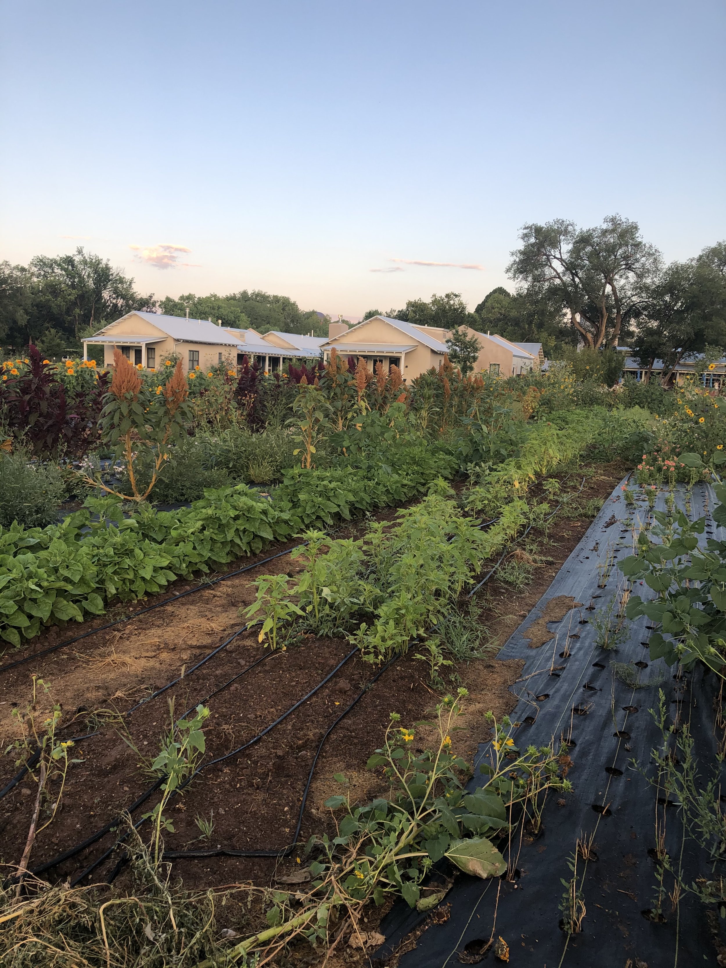 Food Gardens