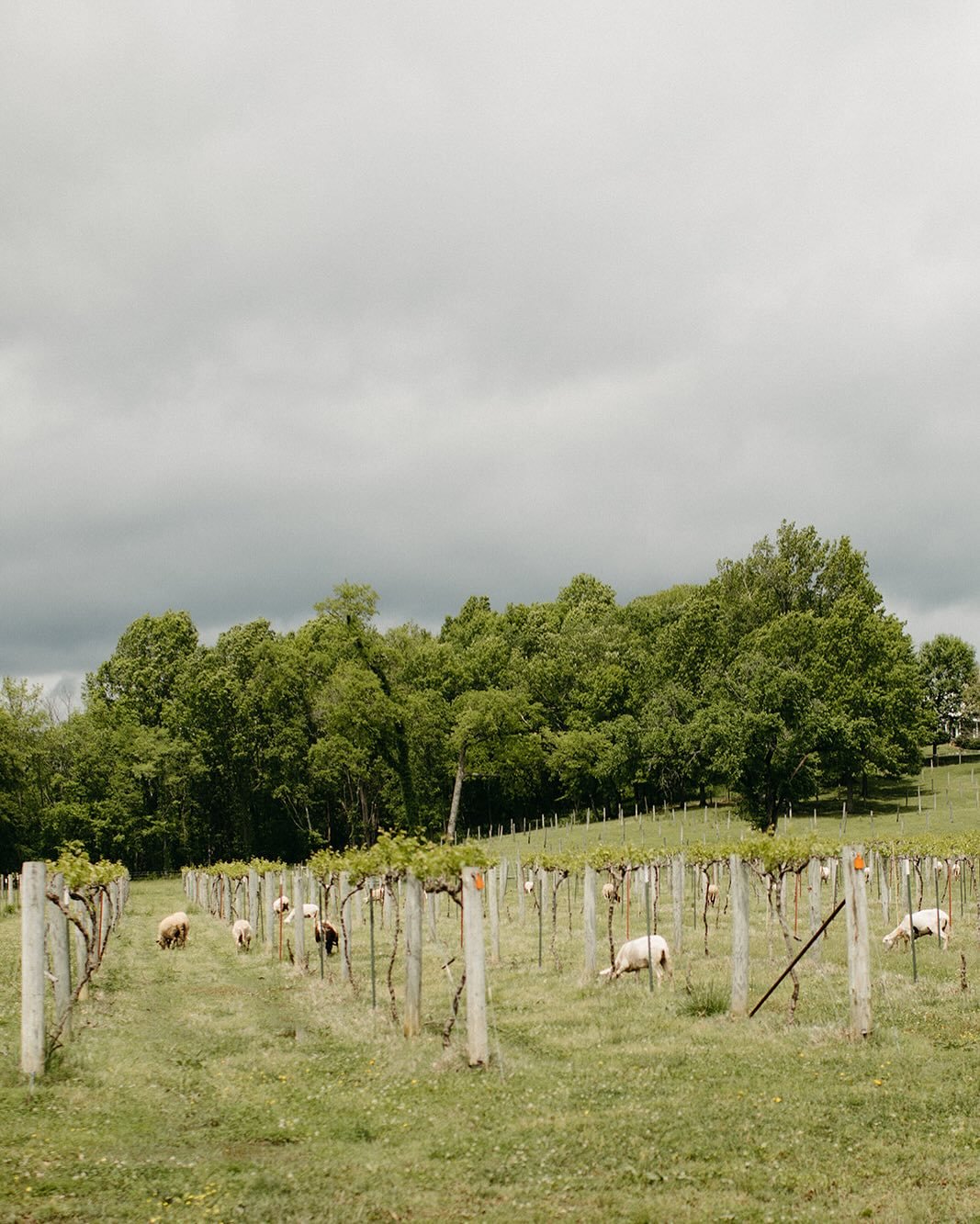 Running of the Sheep 2025: We thank all of our wonderful flock for hanging out with us in our sustainable interpretation of Derby Day.  Rain and shine we had a great time 🌧️ ☀️ 🐑 🥂 Our flock will be available to see on and off most of this Summer 