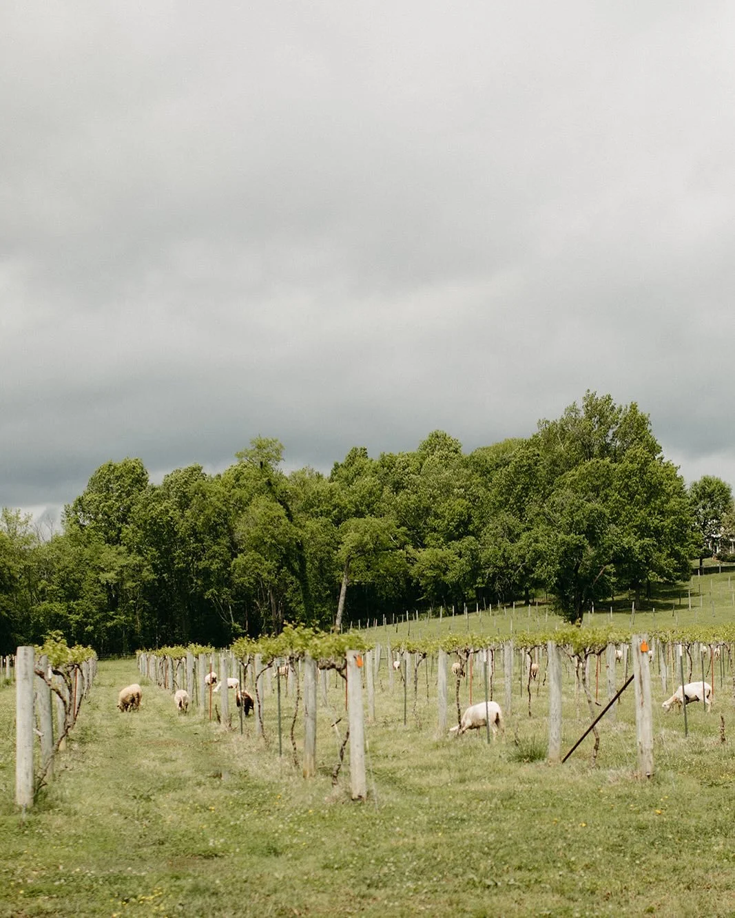 Running of the Sheep 2025: We thank all of our wonderful flock for hanging out with us in our sustainable interpretation of Derby Day.  Rain and shine we had a great time 🌧️ ☀️ 🐑 🥂 Our flock will be available to see on and off most of this Summer 