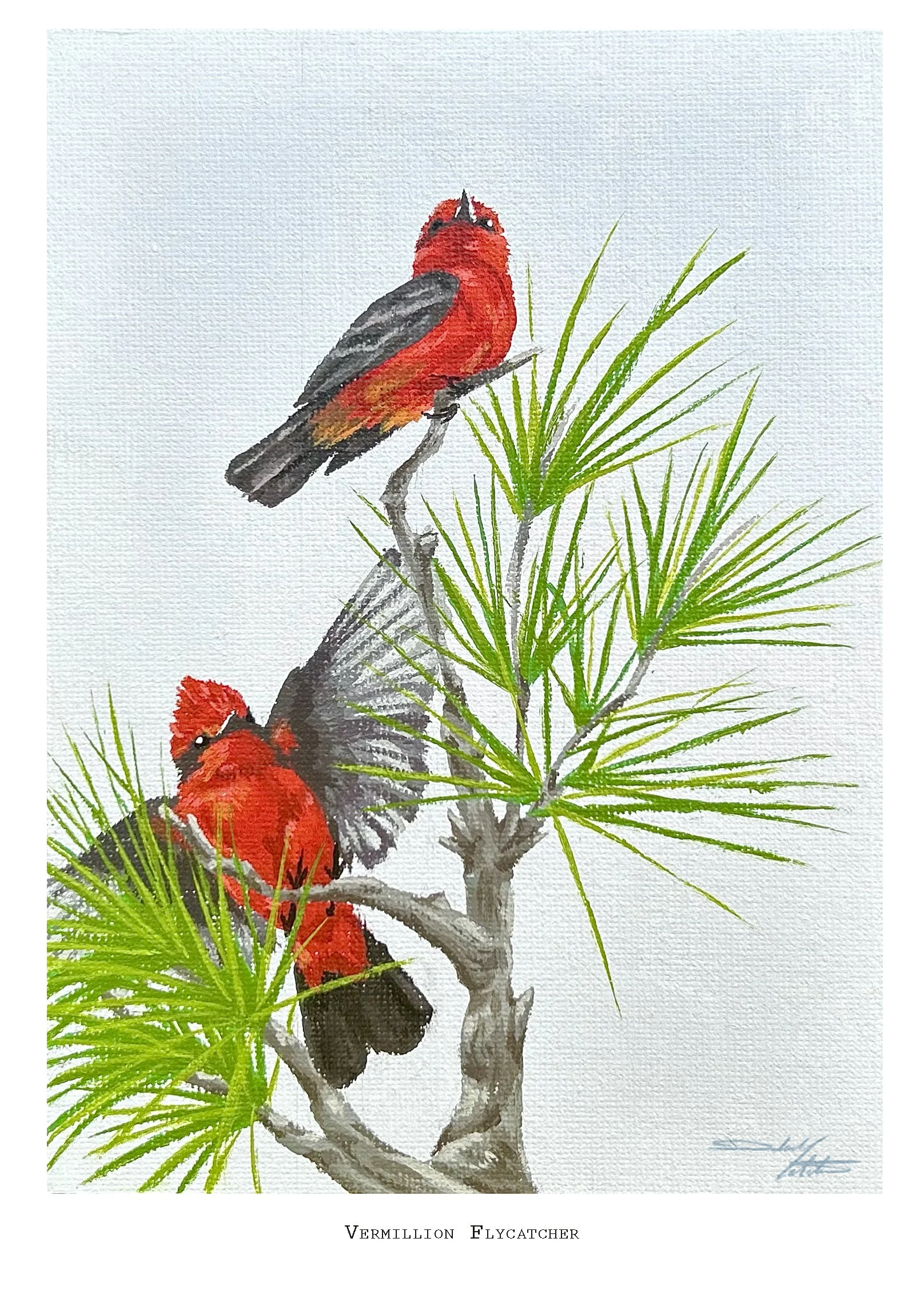 Vermillion Flycatcher.jpg