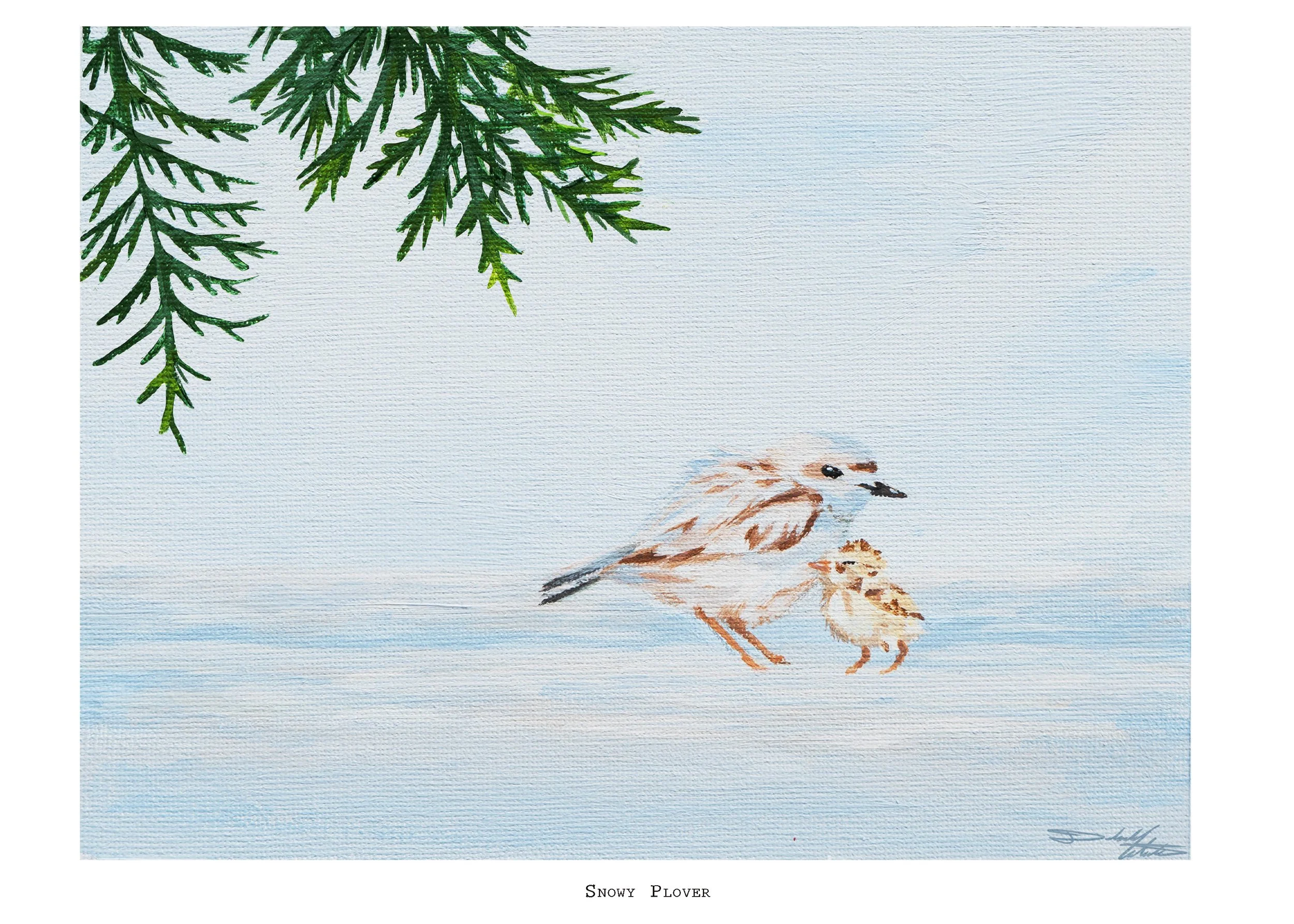 Snowy Plover Print copy.jpg