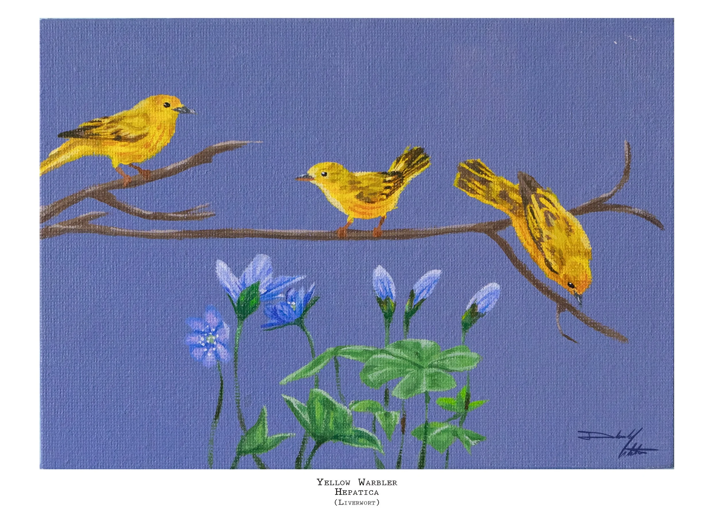 Yellow Warblers Inprint copy.jpg