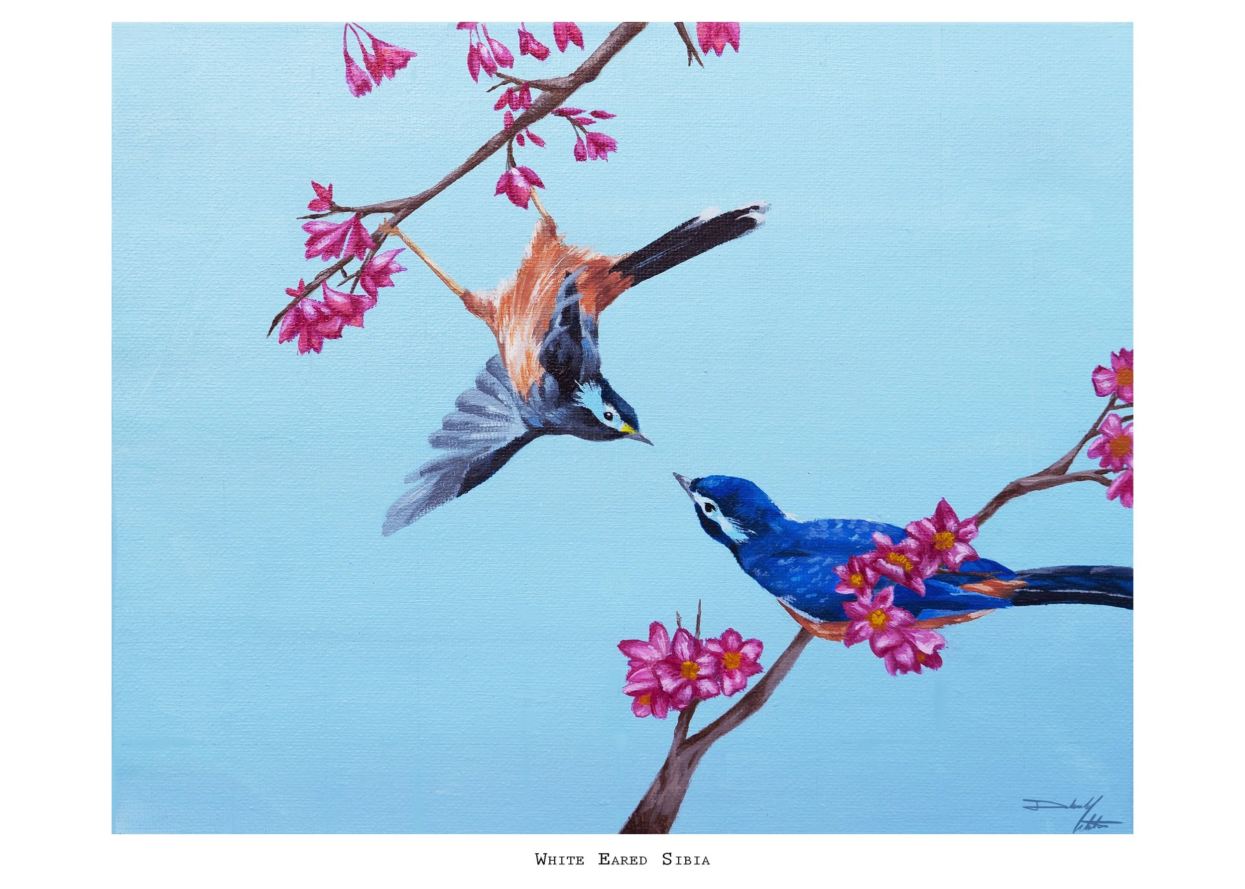 White Eared Sibia Print copy.jpg