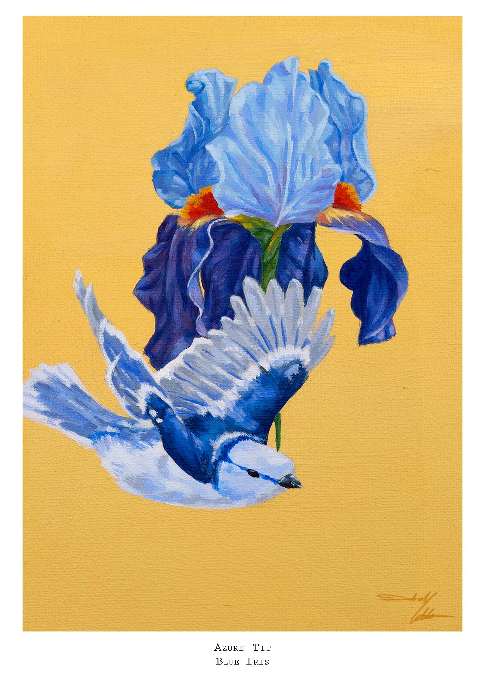 Azure tit  Inprint.jpg