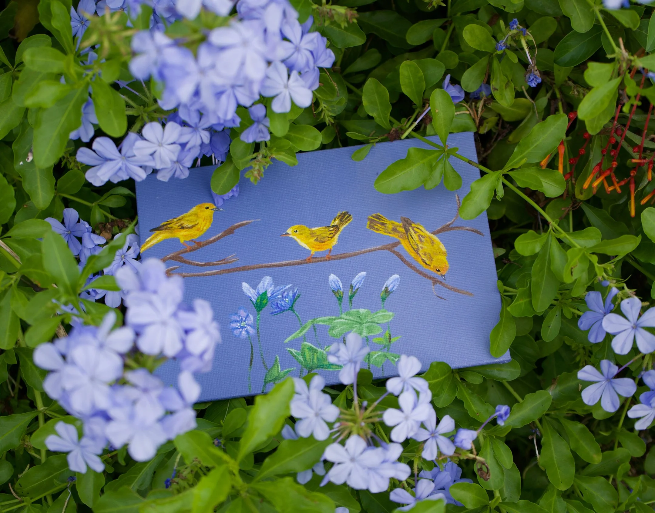 Cara Copied image 3.jpeg