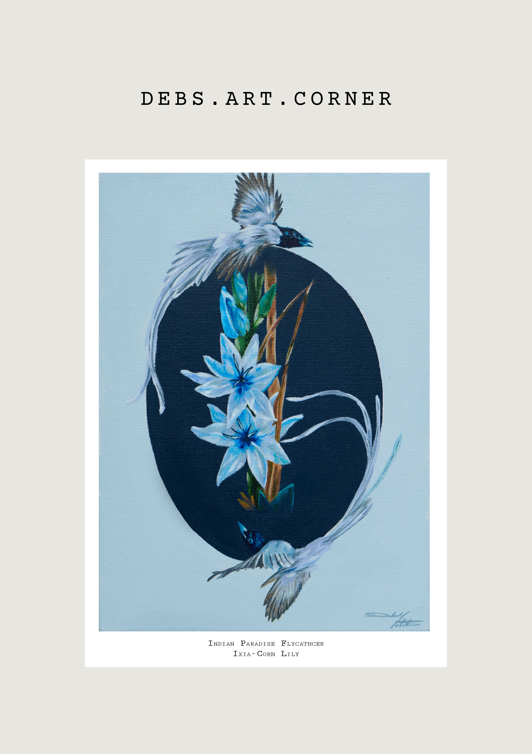 Paradise Flycatcher & Ixia Corn Lily