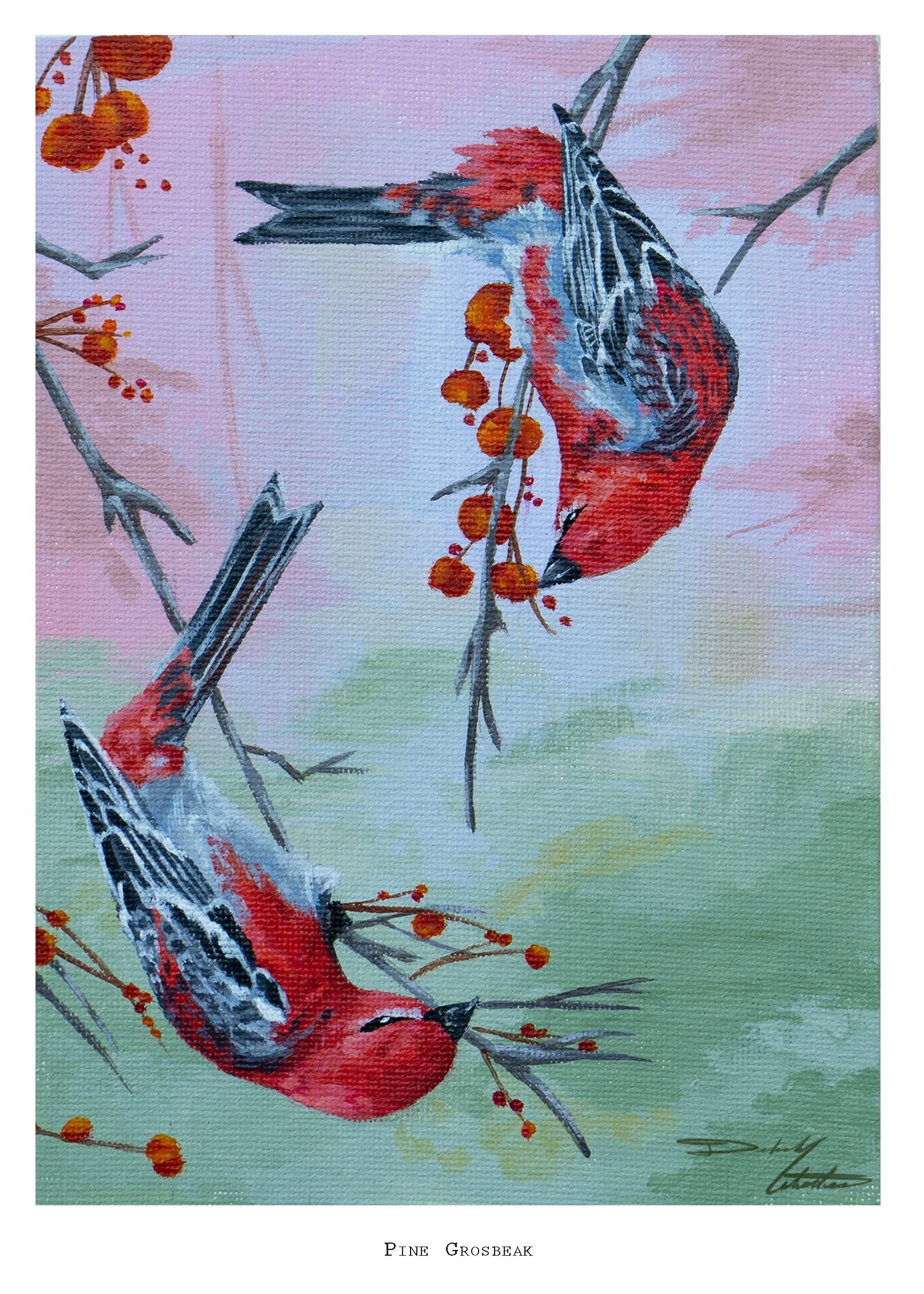 Pine Grosbeak copy.jpg