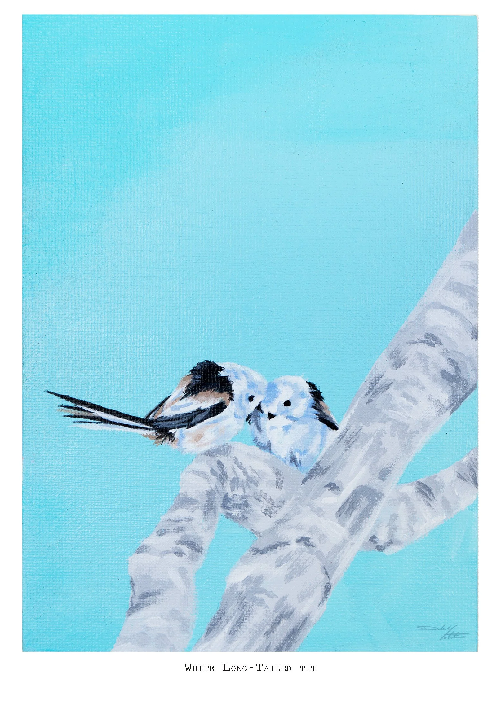 Paradise Flycatcher copy.jpg