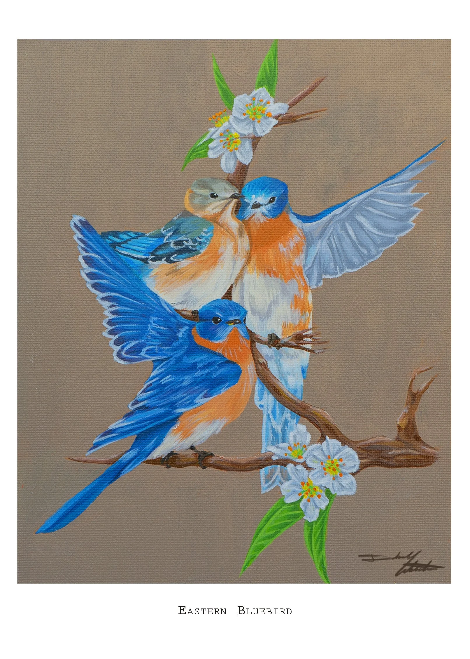 Eastern Bluebirds copy.jpg