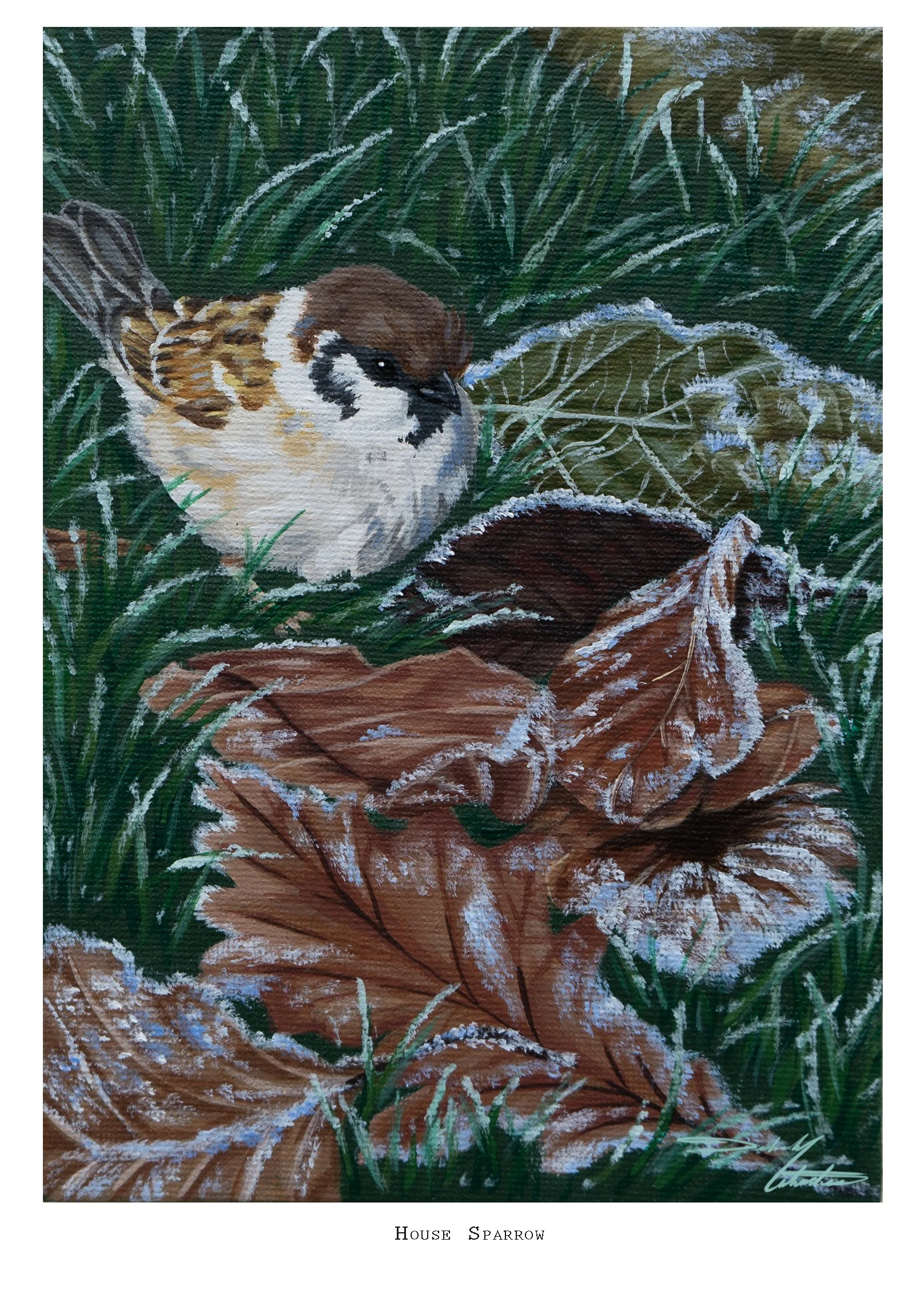 Sparrow copy.jpg