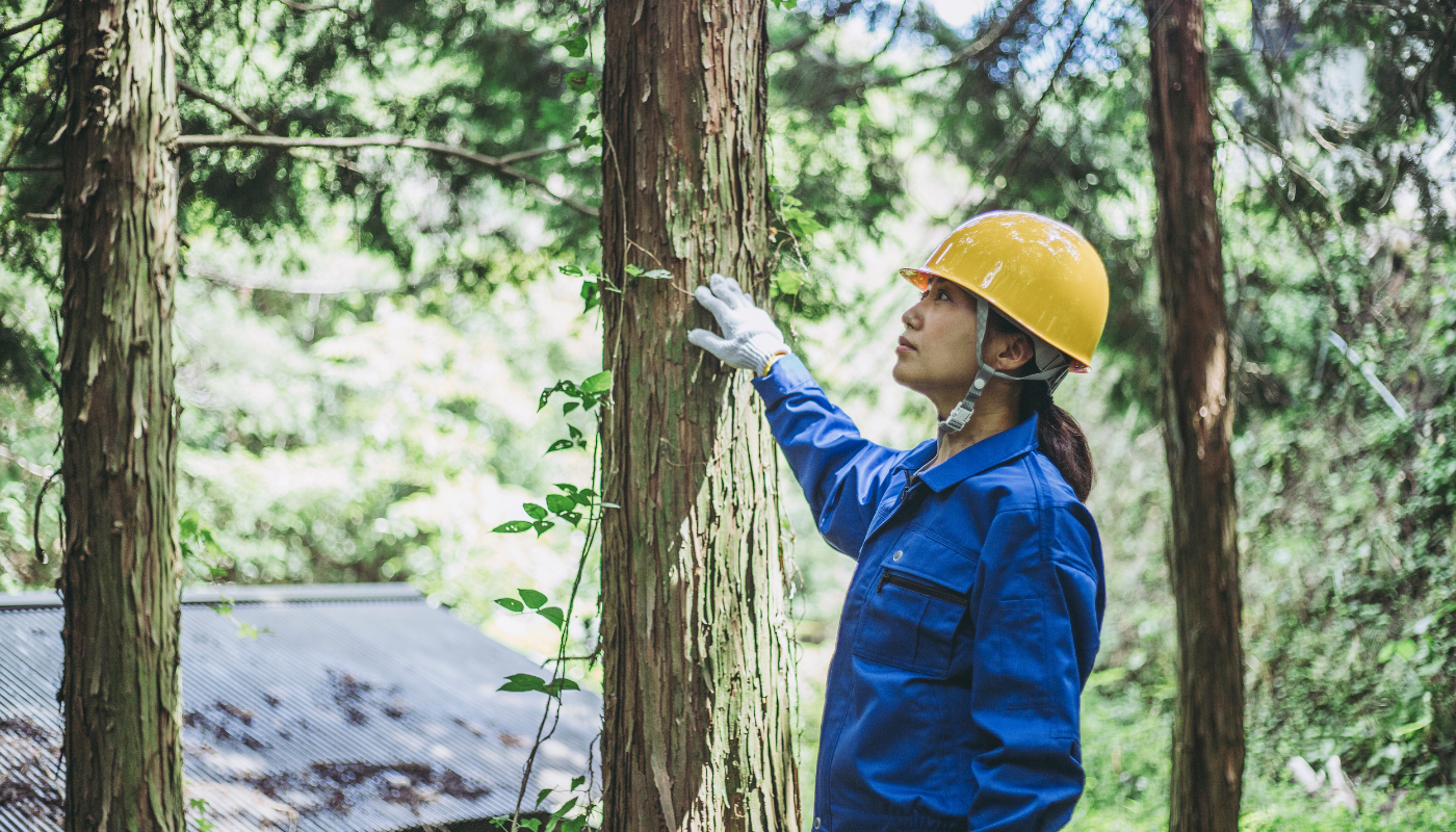 We leverage the CSU-Northridge Urban Forestry Project's education of students and the public on tree health with tree planting efforts to grow urban forests.
An important element of this effort is workforce training for students and young adults who