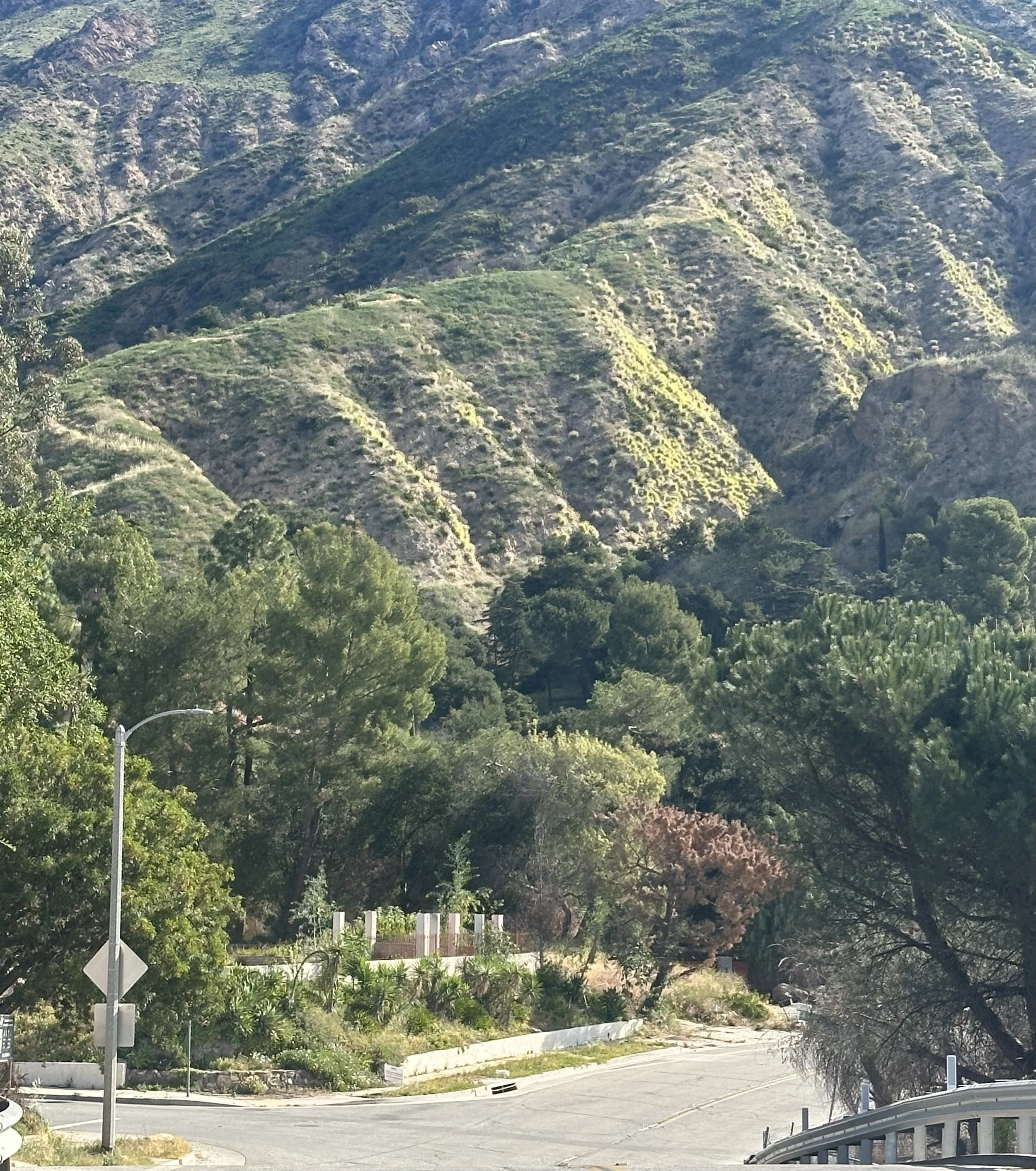 Become an Altadena Tree Steward