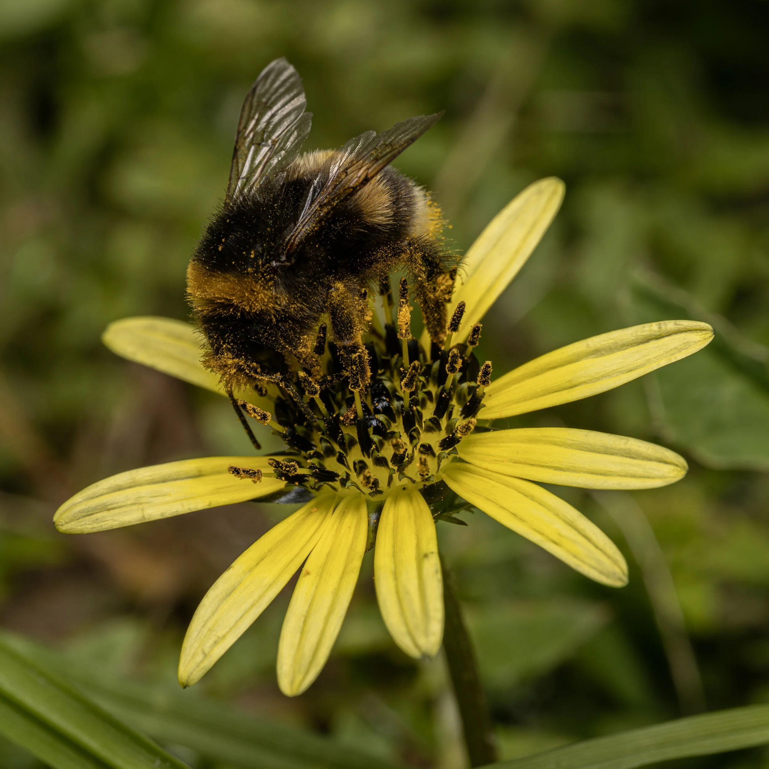Bee on a flower