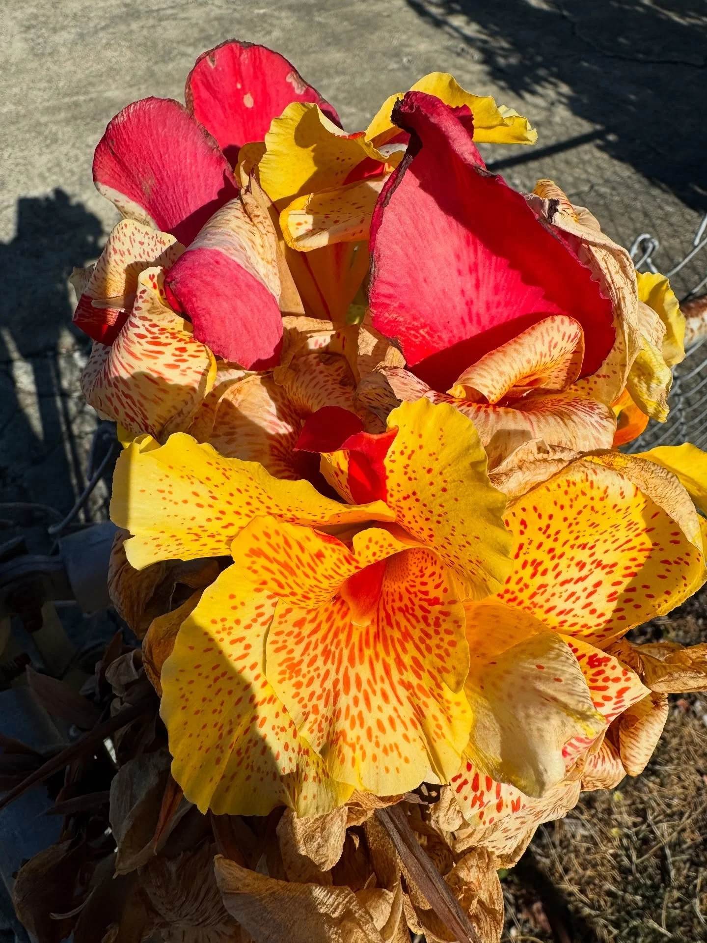 yesterday&rsquo;s flowers
today&rsquo;s word count

I am so proud of what I&rsquo;ve written so far.
The last several paragraphs of the conclusion are a spell for devotion.
So mote it be.

#IrisanyaMoon #Author #LifeIsALoveSpell #Devotion #SelfDevoti