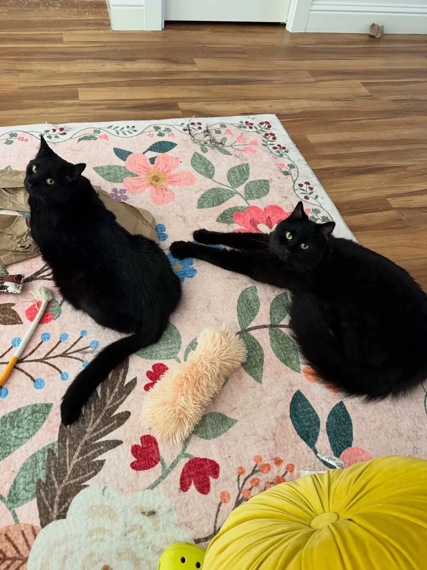 35K+ of 50K done.
The cats are impressed (and also &lsquo;patiently&rsquo; waiting for me to give them another snack).

I should wrap this first draft up this week.

#Author #MoonBooks #CatMom #AmWriting #AuthorLife