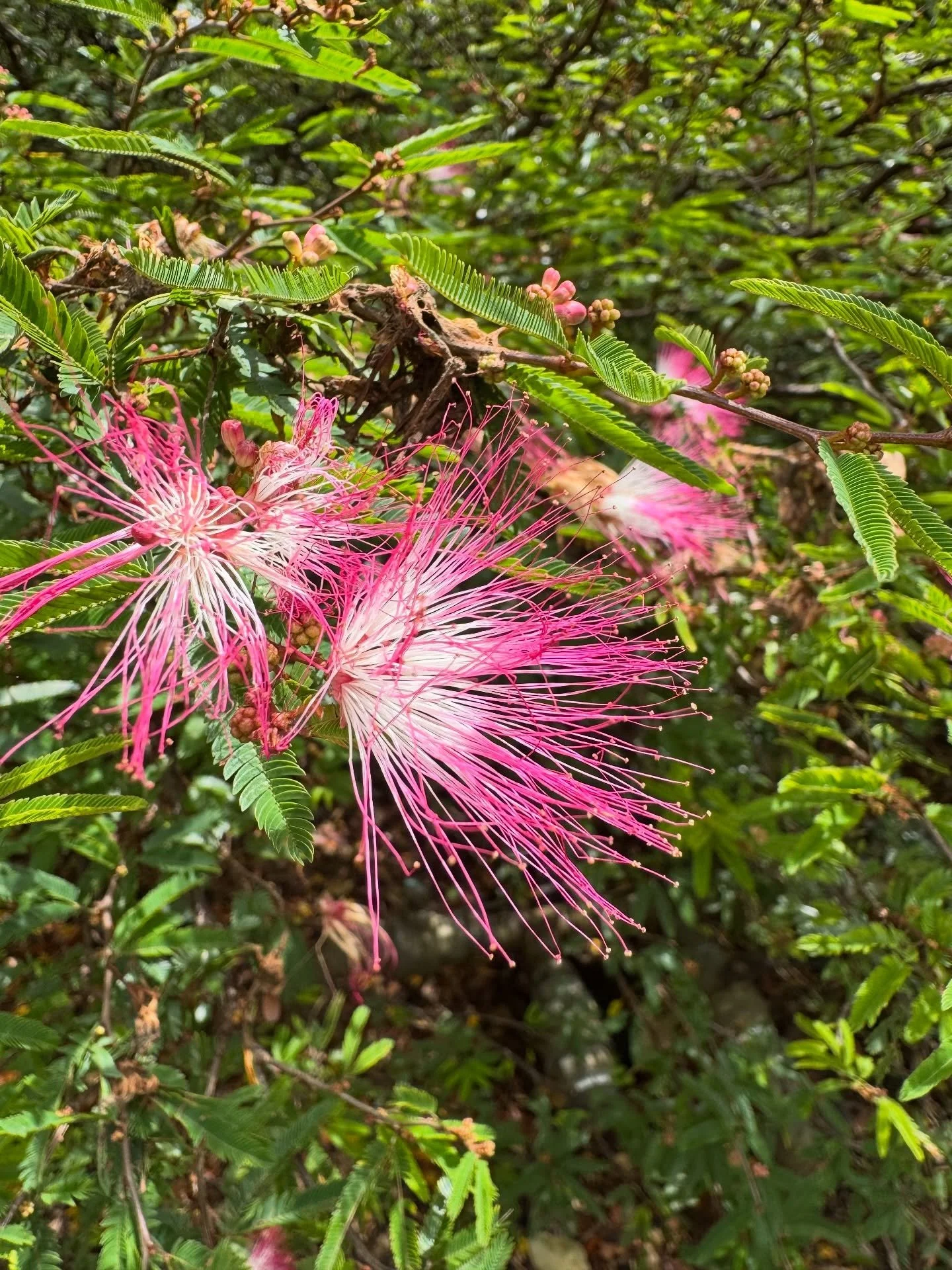 botanic-ing day trip
#IrisanyaMoon #HeartMagick #LifeIsALoveSpell #Beauty #SelfDevotion #HeartWitch