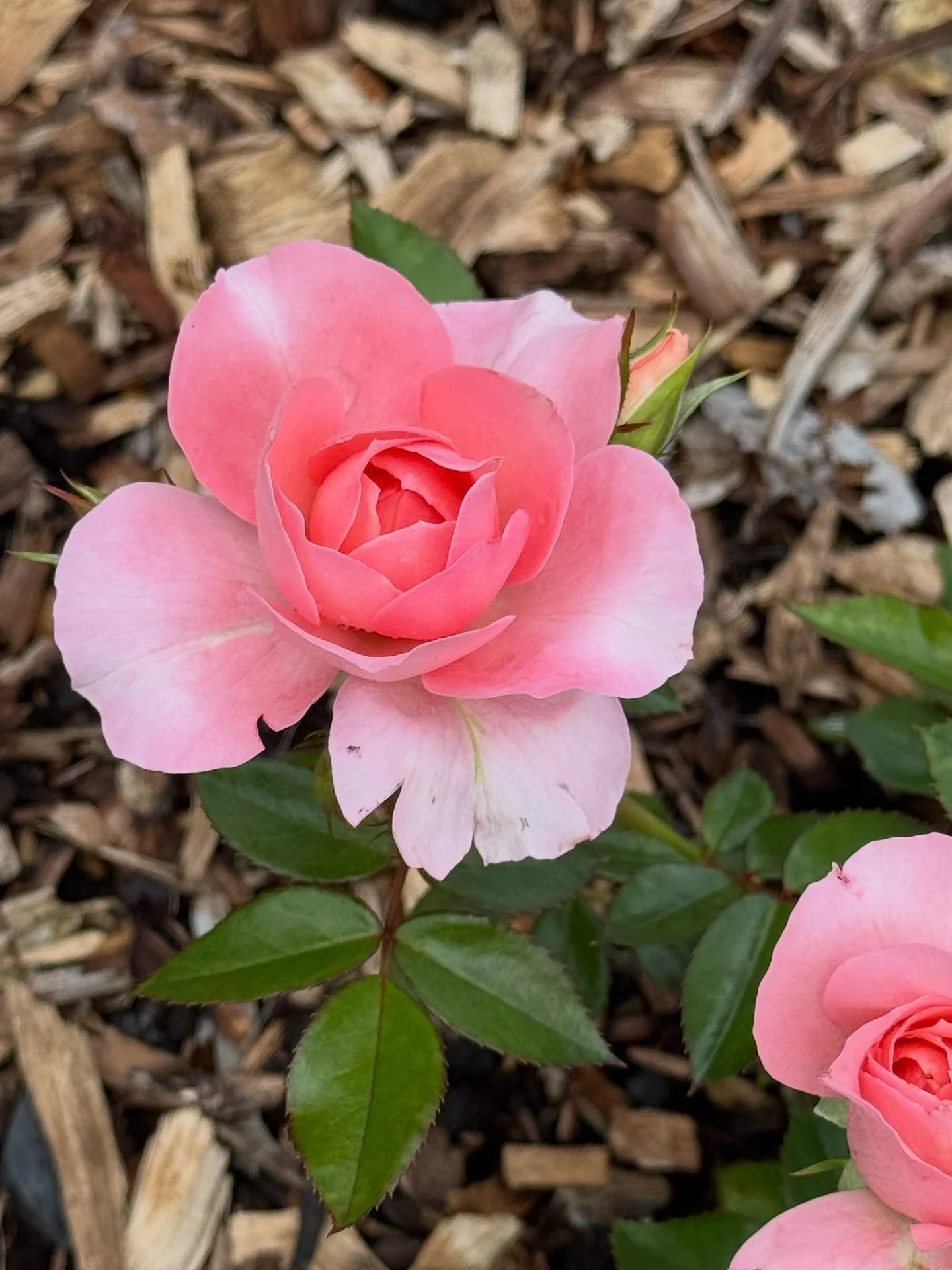 Hiya love-lies!
Tracey and I would LOVE to see you at our upcoming Pearl Pentacle class in Melbourne. 
We need four more folks for it to go after a drop. Share this with folks who might be interested. Details on my site and at the link in my bio. ?