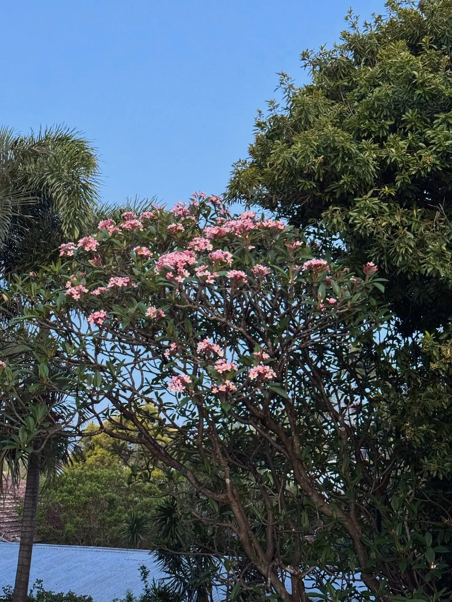 small glimpses

#IrisanyaMoon #HeartMagick #LifeIsALoveSpell  #SelfDevotion