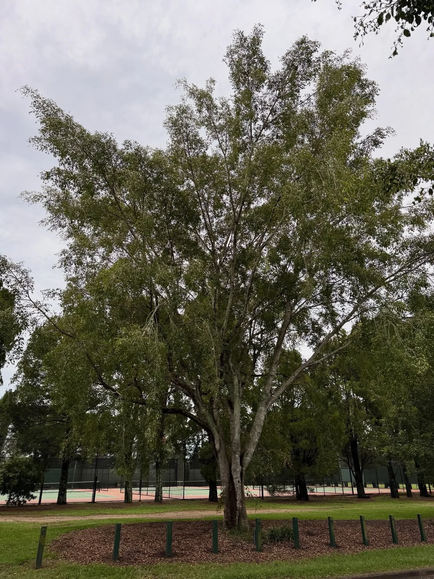 after the storms,
the sun decided to show off
during a walk between laundry loads

setting and settling into 
an explosion
of color

the clouds tried to become
rainbows and then shells
before glowing like fire 
across the heavens 

#IrisanyaMoon #Hea