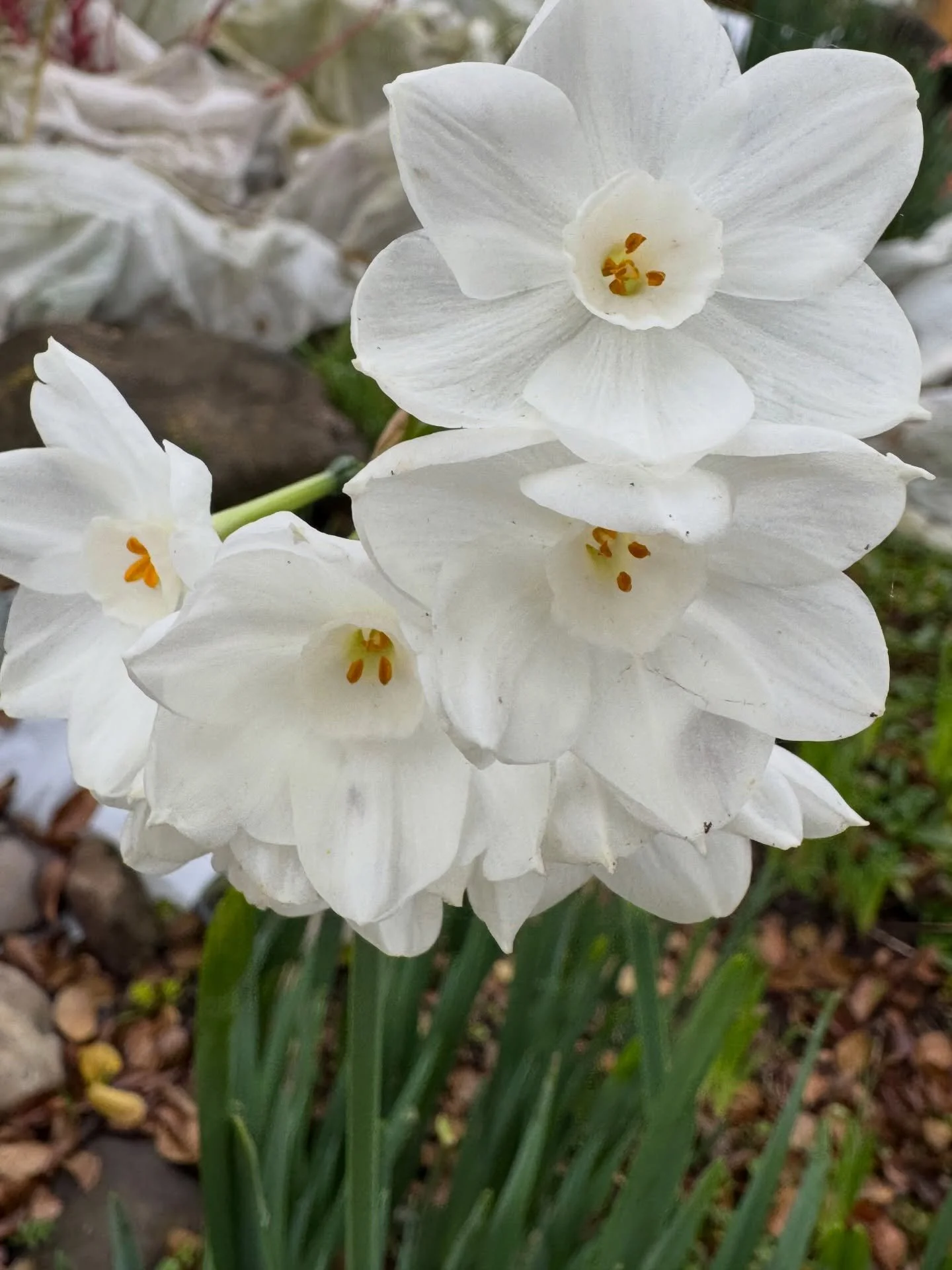 snuck out for a walk before the storms and after a solid writing day&hellip;

#IrisanyaMoon #HeartMagick #LifeIsALoveSpell #WinterWalk #SelfDevotion
