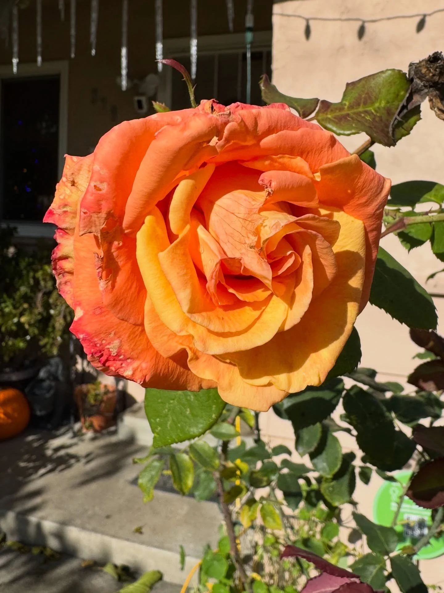 Merry whatever and however you celebrate.
May you know joy and sweetness.
May you remember you are loved.

#merry #joy #swiftmas #youareloved